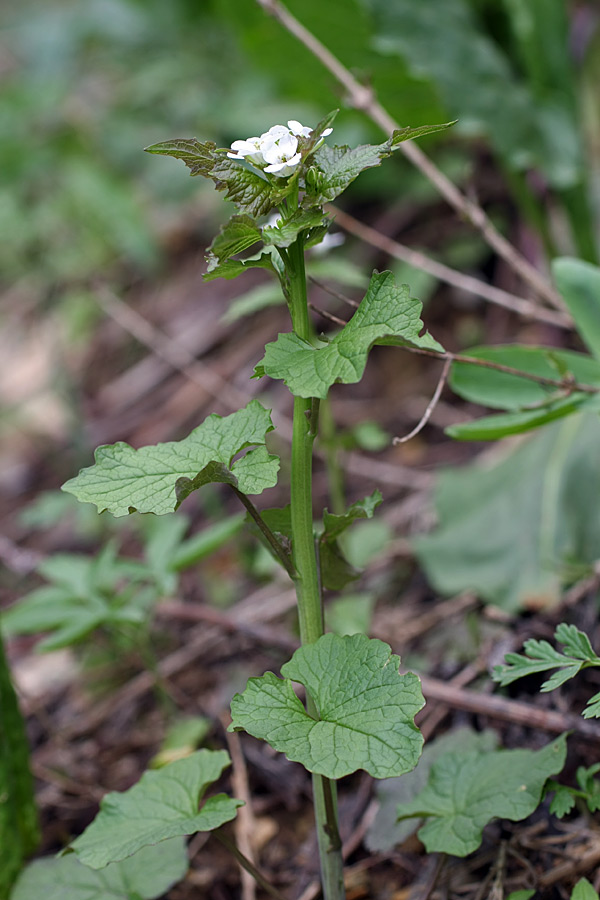 Image of Alliaria petiolata specimen.