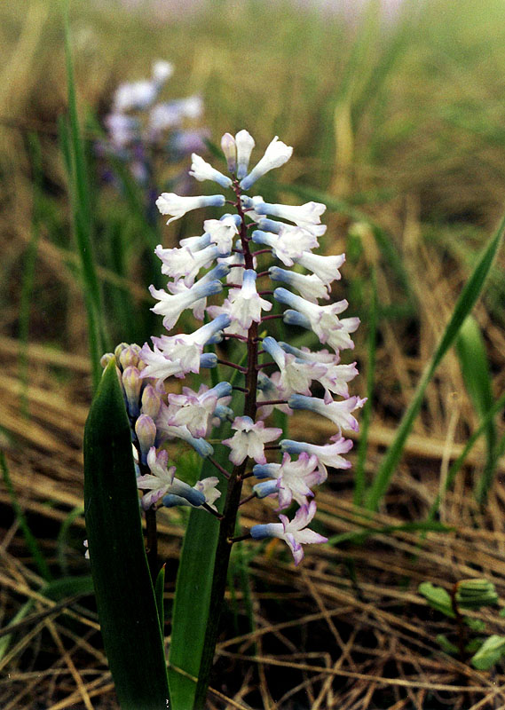 Изображение особи Hyacinthella pallasiana.