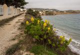 Aeonium arboreum. Цветущее растение. Греция, Эгейское море, о. Парос, высокий каменистый берег, возле жилья. 15.12.2015.