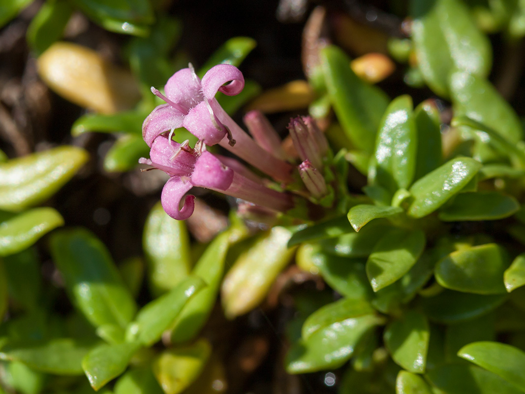 Image of Putoria calabrica specimen.