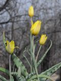 Tulipa altaica