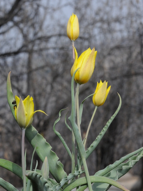 Изображение особи Tulipa altaica.