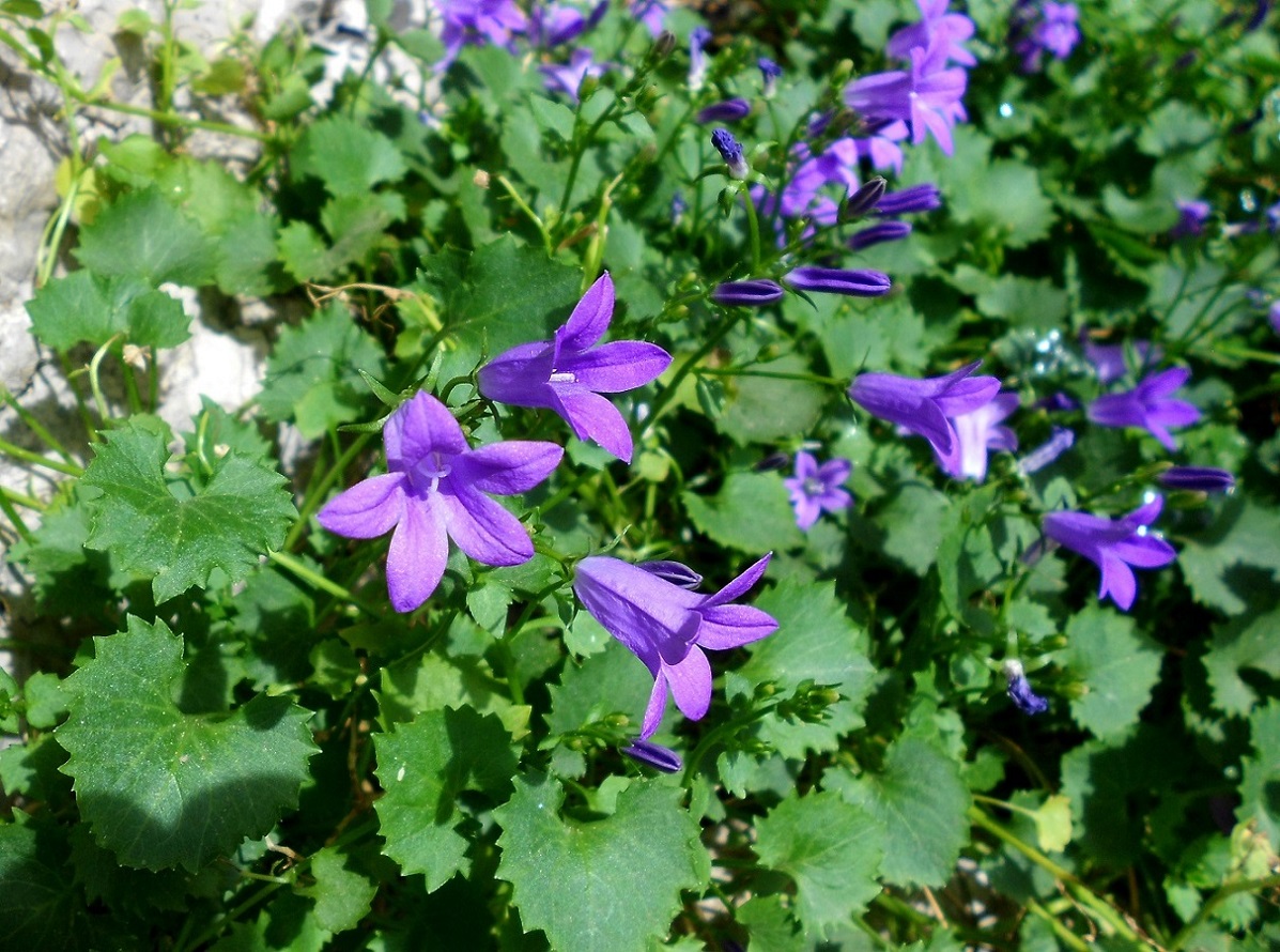 Image of Campanula garganica specimen.