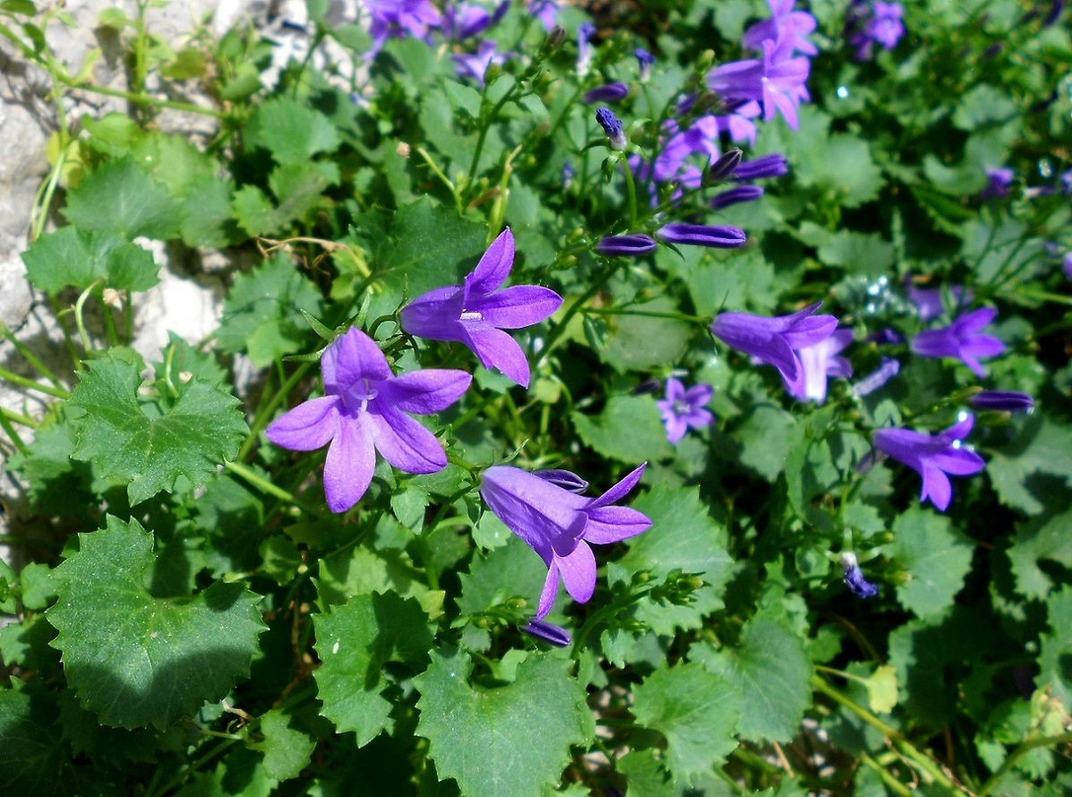 Изображение особи Campanula garganica.