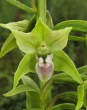 Epipactis persica