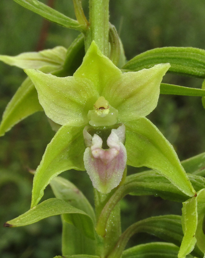 Изображение особи Epipactis persica.