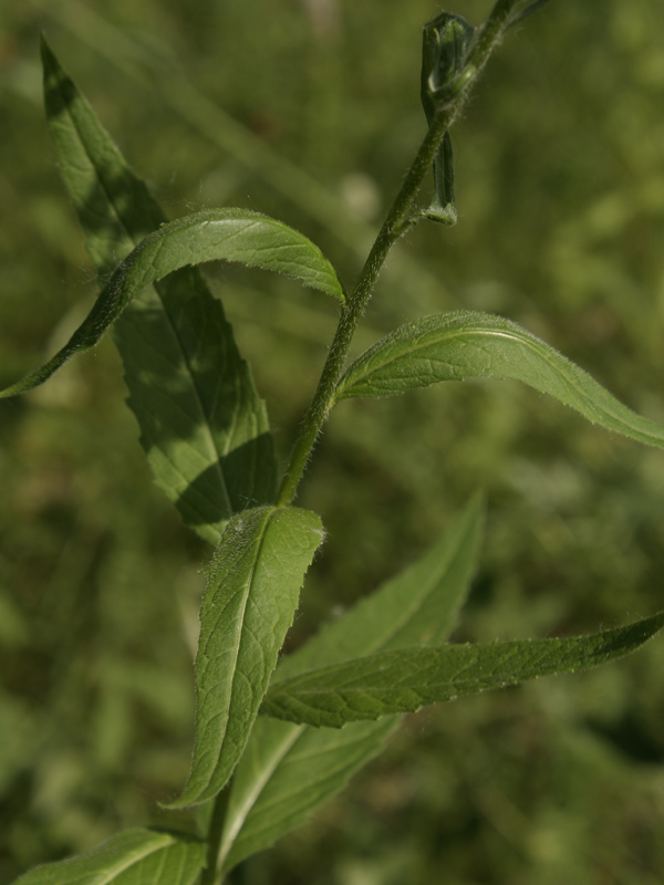 Image of Sisymbrium strictissimum specimen.