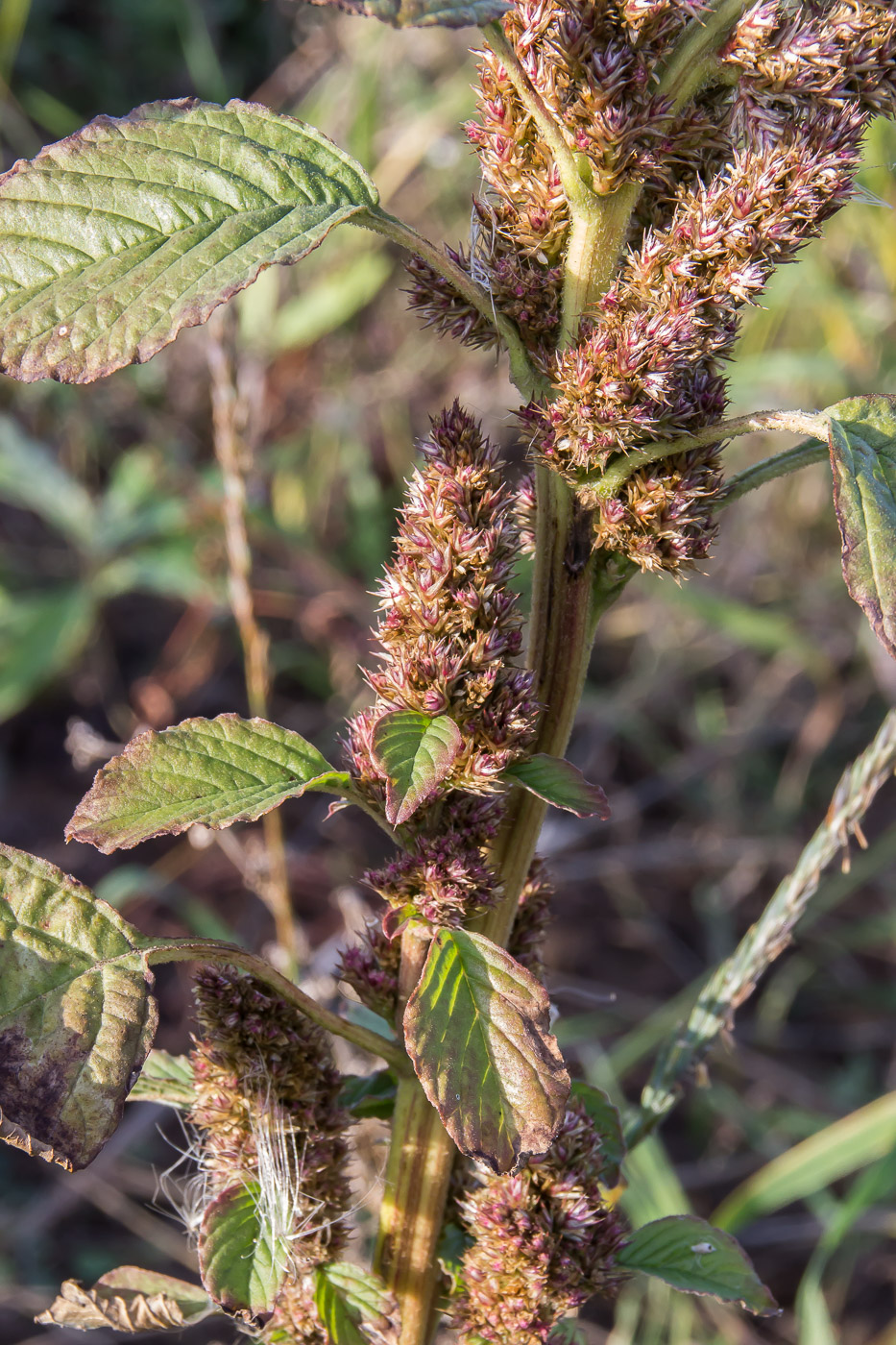 Image of Amaranthus retroflexus specimen.