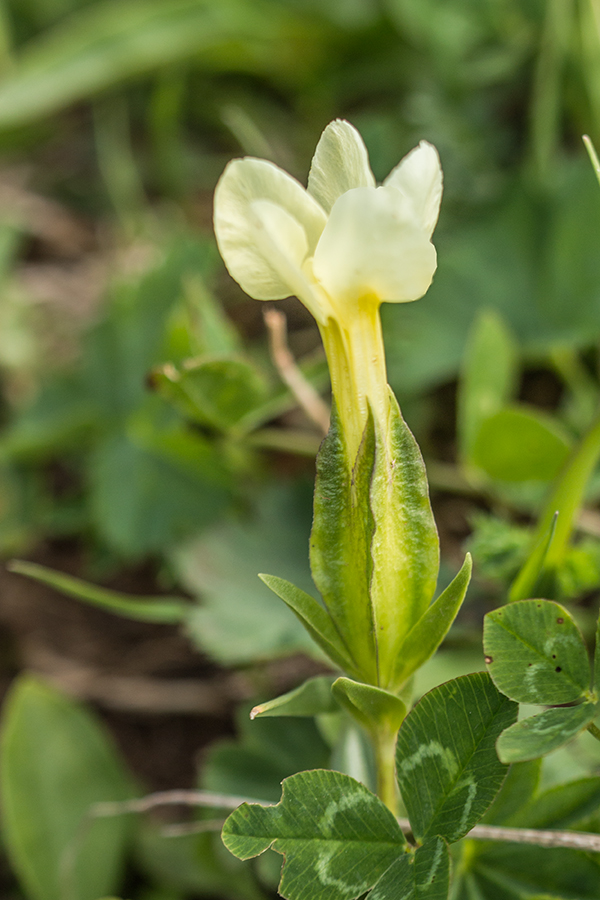 Image of Gentiana oschtenica specimen.