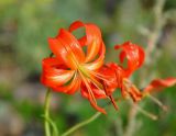 Lilium pumilum. Цветок. Иркутская обл., берег озера Байкал, окр. пос. Большие Коты, осыпающийся луговой склон. 02.07.2015.