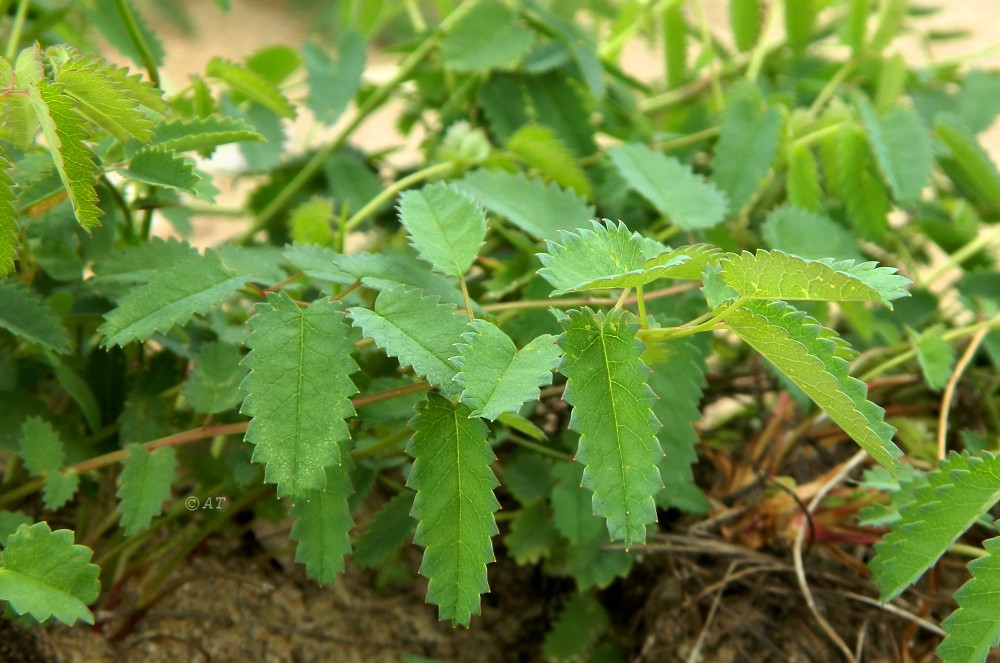 Изображение особи Sanguisorba officinalis.