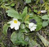 Primula vulgaris