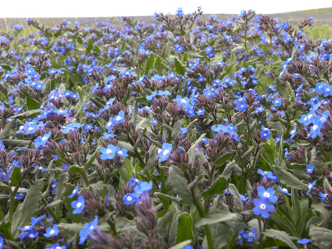 Image of Anchusa pusilla specimen.