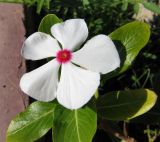 Catharanthus roseus