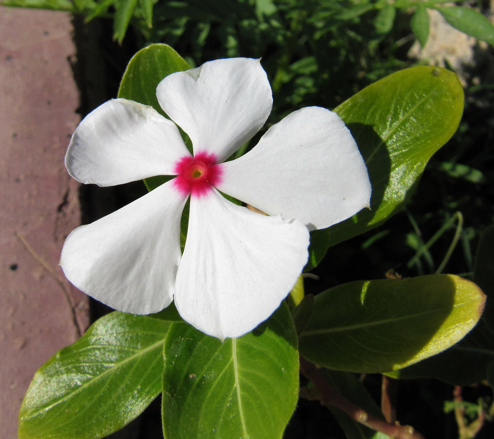 Изображение особи Catharanthus roseus.