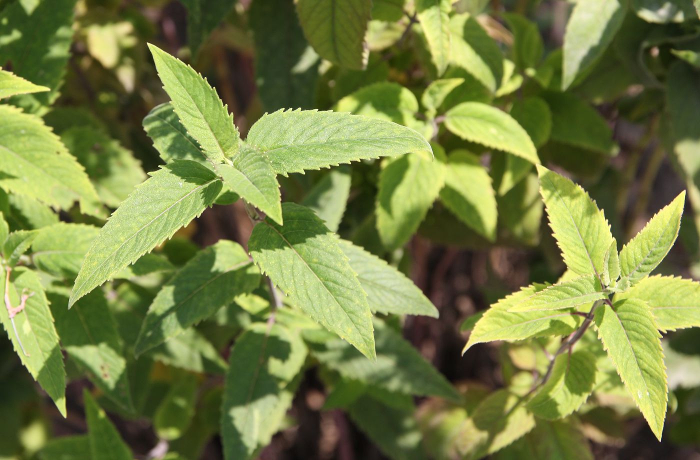 Image of Monarda fistulosa specimen.