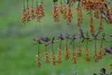 Berberis &times; ottawensis