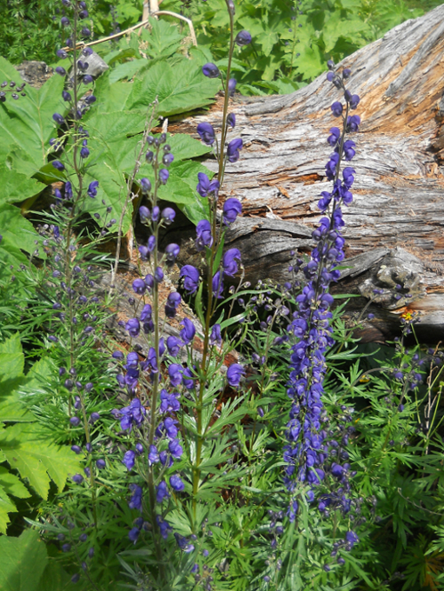 Изображение особи Aconitum baicalense.