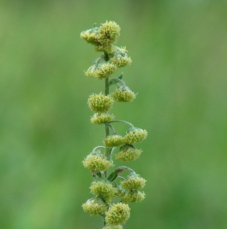 Изображение особи Artemisia tanacetifolia.