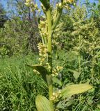 Veratrum lobelianum. Нижняя часть соцветия. Восточный Казахстан, Глубоковский р-н, окр. с. Тарханка, берег речки. 23.06.2015.