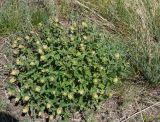 Scutellaria stepposa