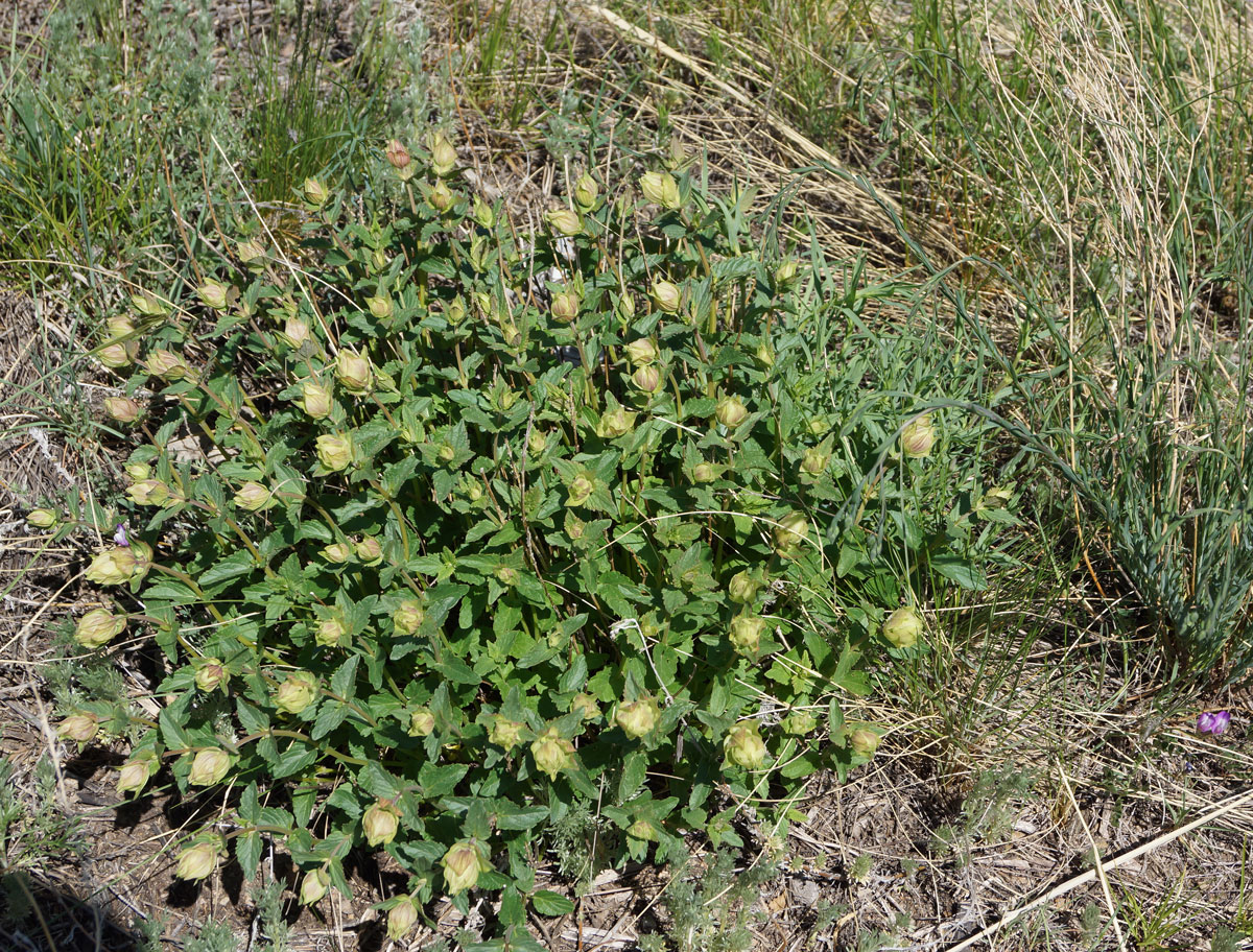 Изображение особи Scutellaria stepposa.