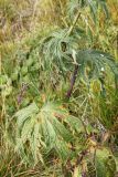Aconitum leucostomum