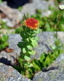 Rhodiola rosea