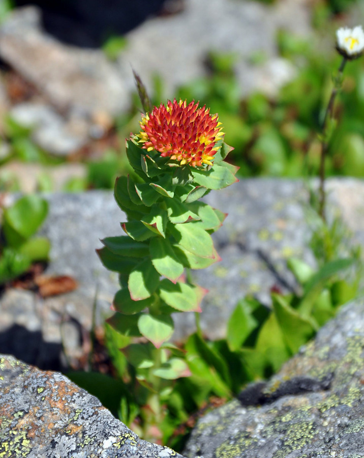 Image of Rhodiola rosea specimen.