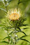 Carlina biebersteinii