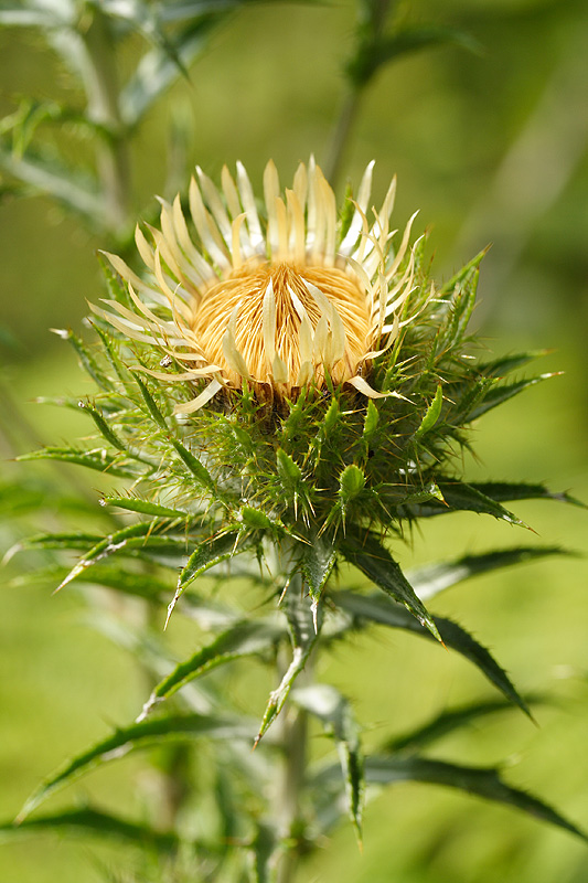 Image of Carlina biebersteinii specimen.