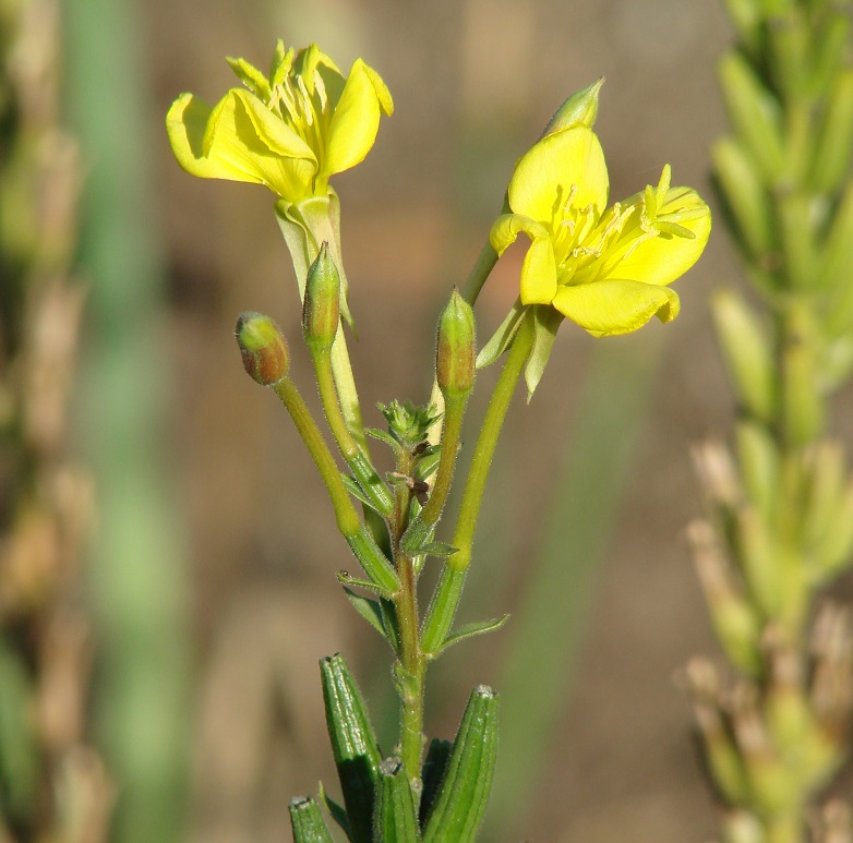 Изображение особи род Oenothera.