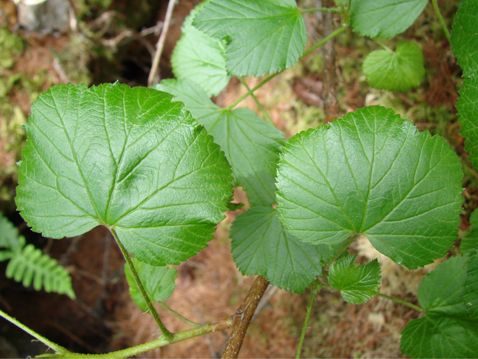 Image of Ribes fragrans specimen.