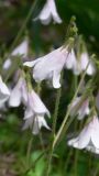 Linnaea borealis. Верхушка побега с цветком. Свердловская обл., Североуральский городской округ, окр. пос. Сосьва, бывшая дер. Воскресенка, склон долины р. Сосьва, лиственнично-елово-сосновый лес. 13.06.2015.