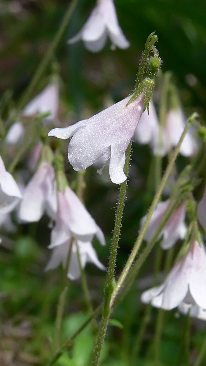 Изображение особи Linnaea borealis.