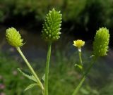 Ranunculus chinensis