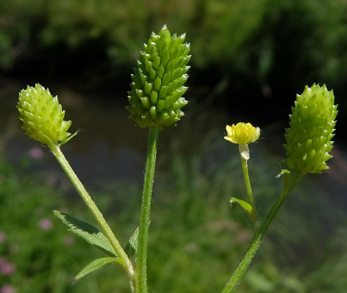 Изображение особи Ranunculus chinensis.