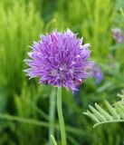 Allium schoenoprasum. Соцветие. Иркутская обл., Ольхонский р-н, побережье оз. Байкал, окр. базы Чара, пойма р. Сарма. 06.07.2014.