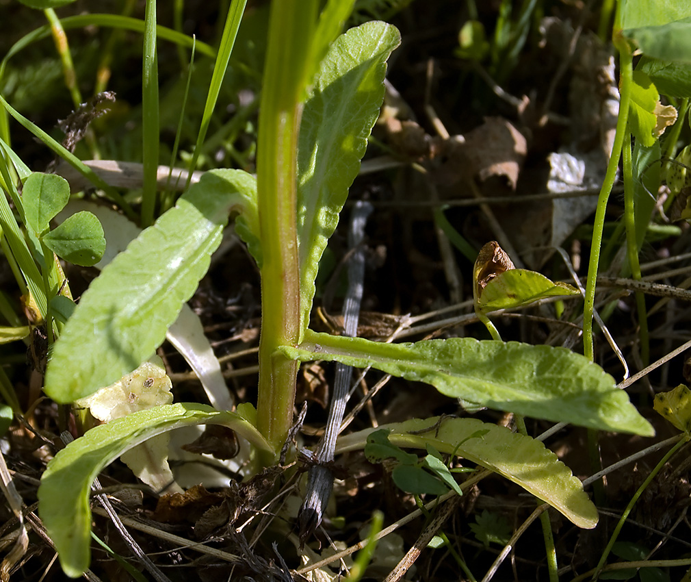 Image of Campanula patula specimen.