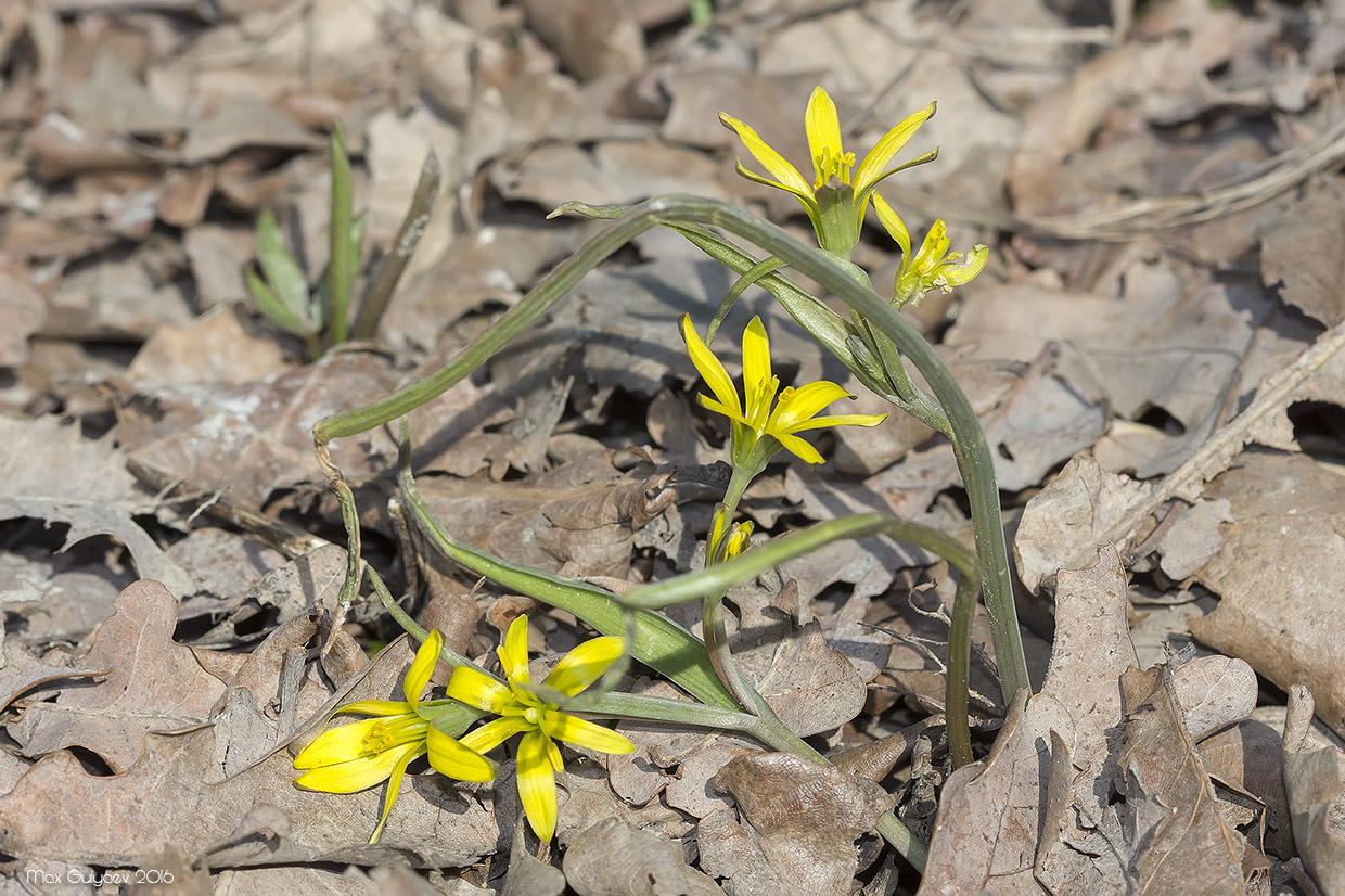 Image of Gagea pusilla specimen.