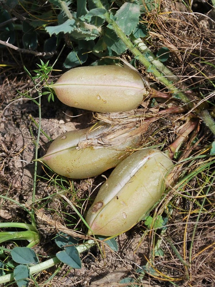 Image of Astragalus macronyx specimen.