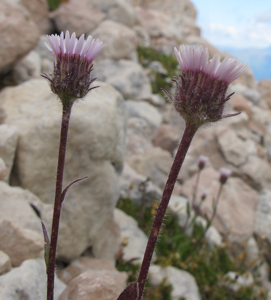 Изображение особи Erigeron uniflorus.