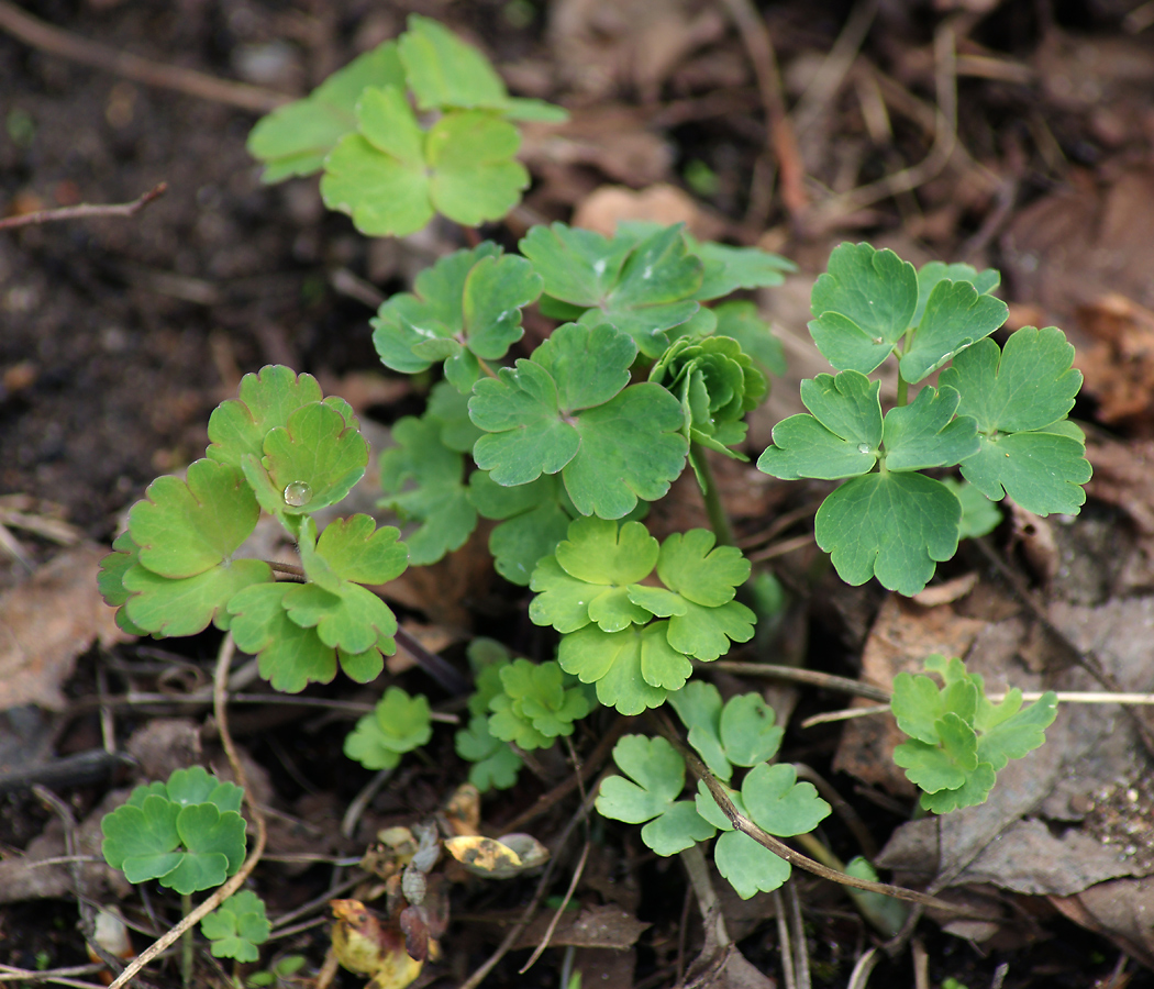 Изображение особи род Aquilegia.