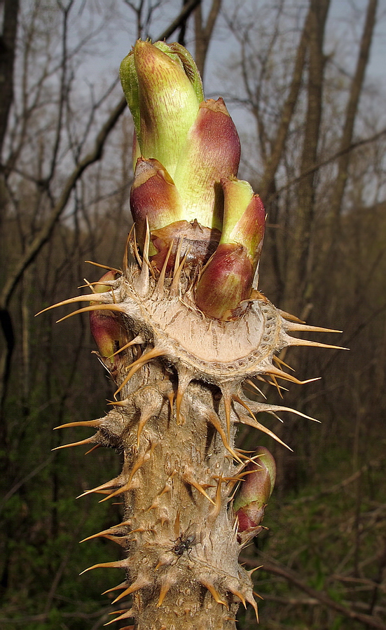 Изображение особи Aralia elata.