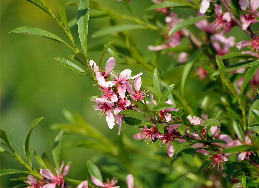 Изображение особи Amygdalus nana.