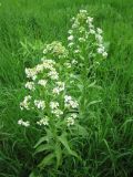 Armoracia rusticana
