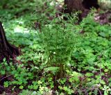 Dryopteris carthusiana