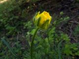 Ranunculus polyanthemos