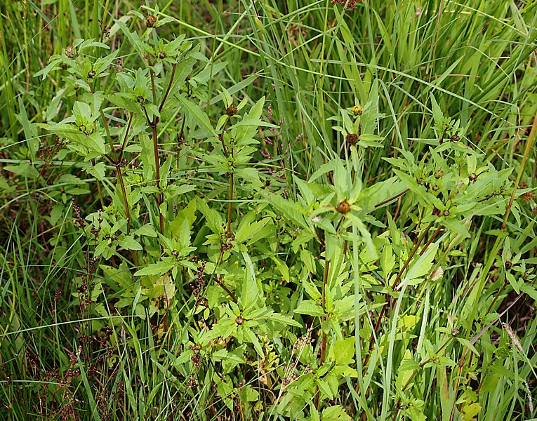 Image of Bidens tripartita specimen.