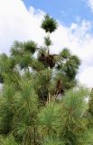 Pinus strobus